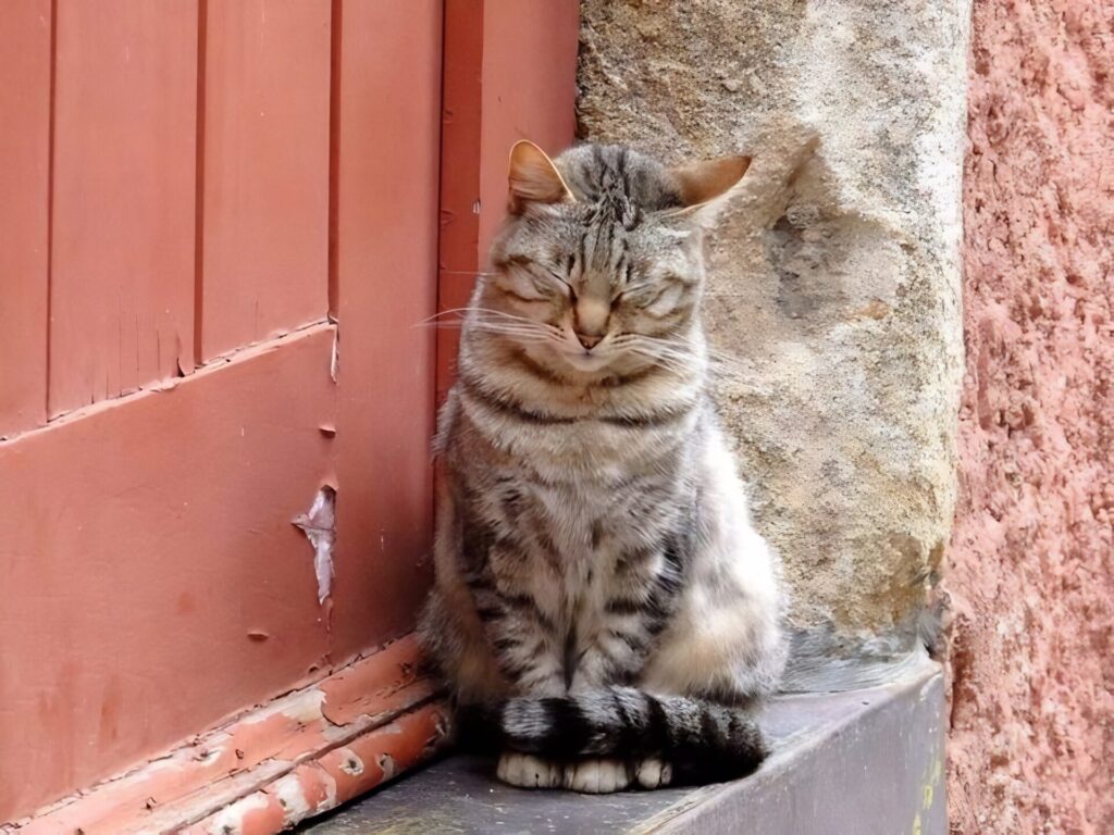 Tabby cat in Porto Portugal