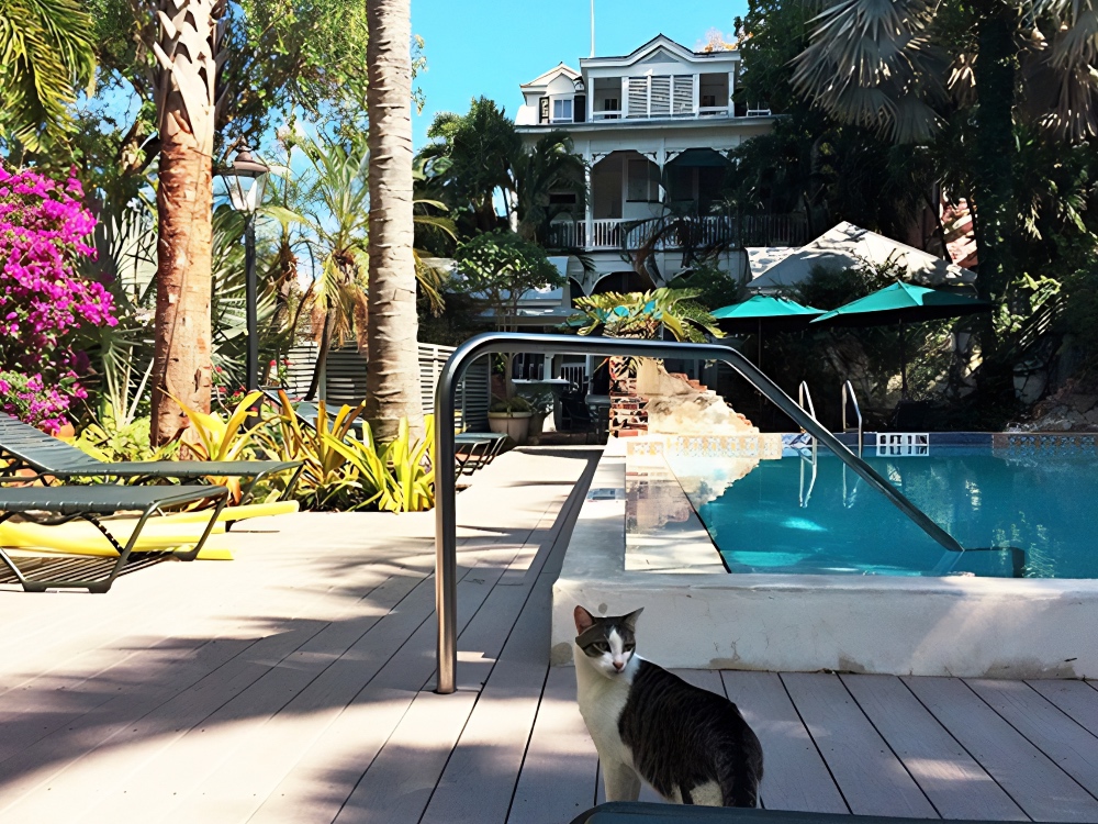 cat near the swimming pool of Simonton Court Inn in Key West Florida