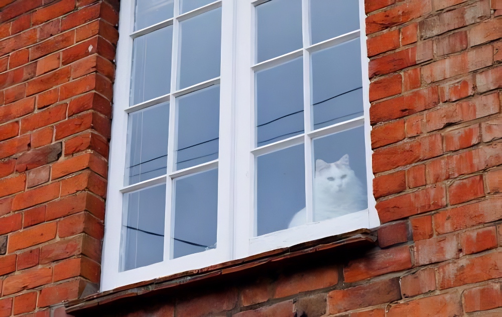 Turkish Van cat in Wingrave England