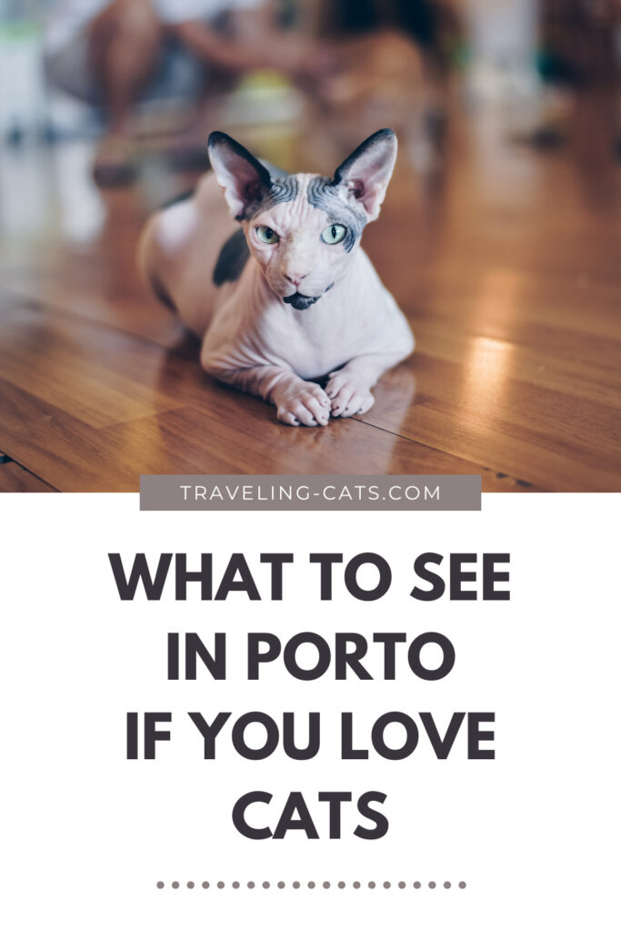 What to see in Porto if you love cats?