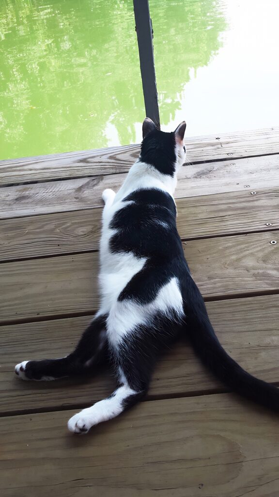 dock cat