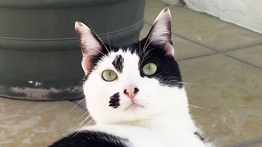 cat from Lavonia
