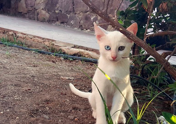 eftalou cats