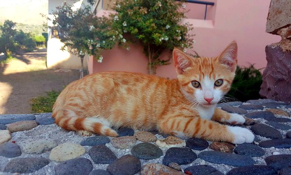 eftalou ginger cat