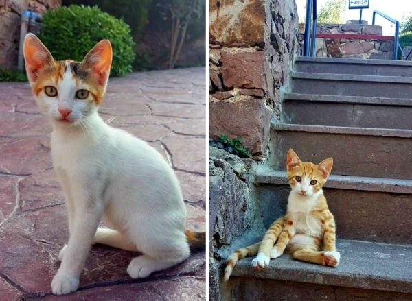 Eftalou Lesbos cats