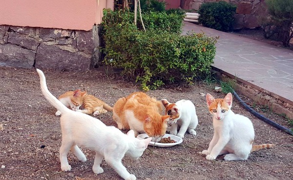 eftalou sunrise hotel cats