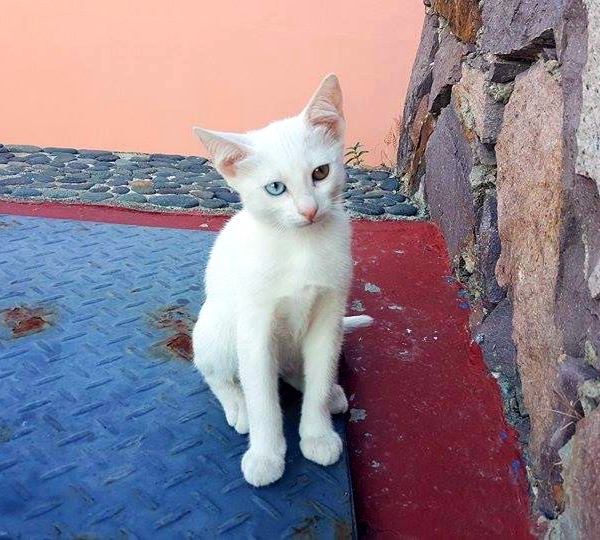 eftalou white cat