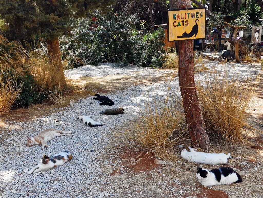 Kalithea Cats Rhodes