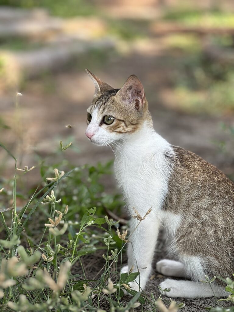Cat in Kannur India