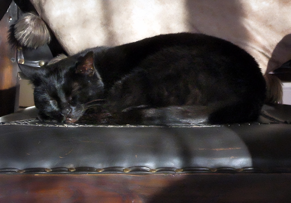 sleeping black cat in Knysna South Africa