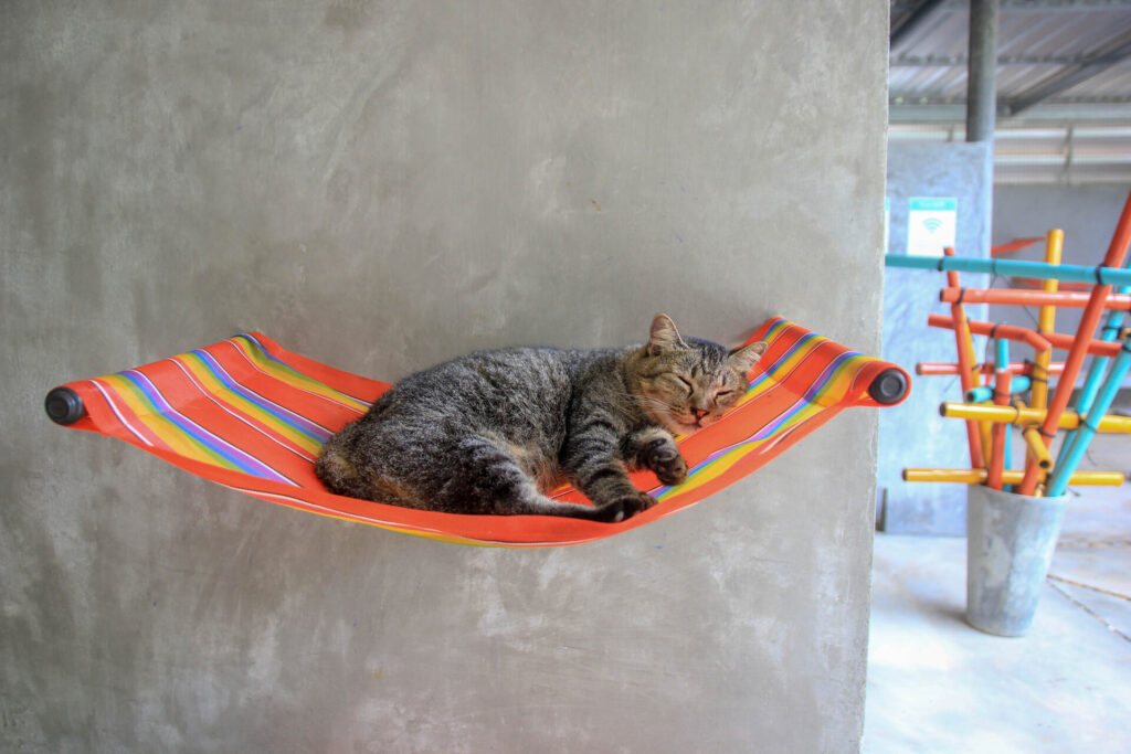 Koh Lanta animal welfare