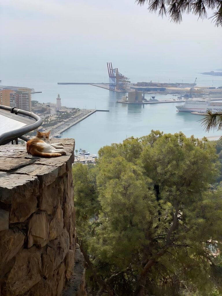 Malaga cat