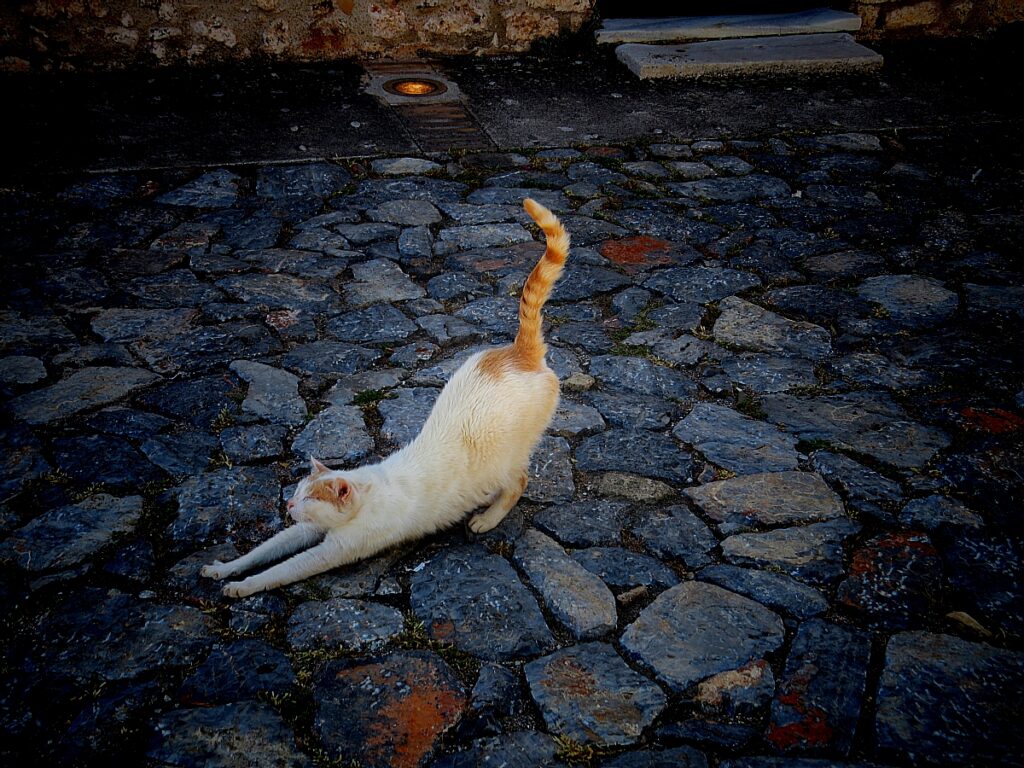 kitten in Monemvasia