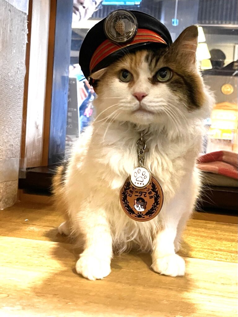 Nitama the Cat Stationmaster