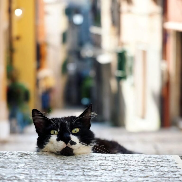 Rovinj cat