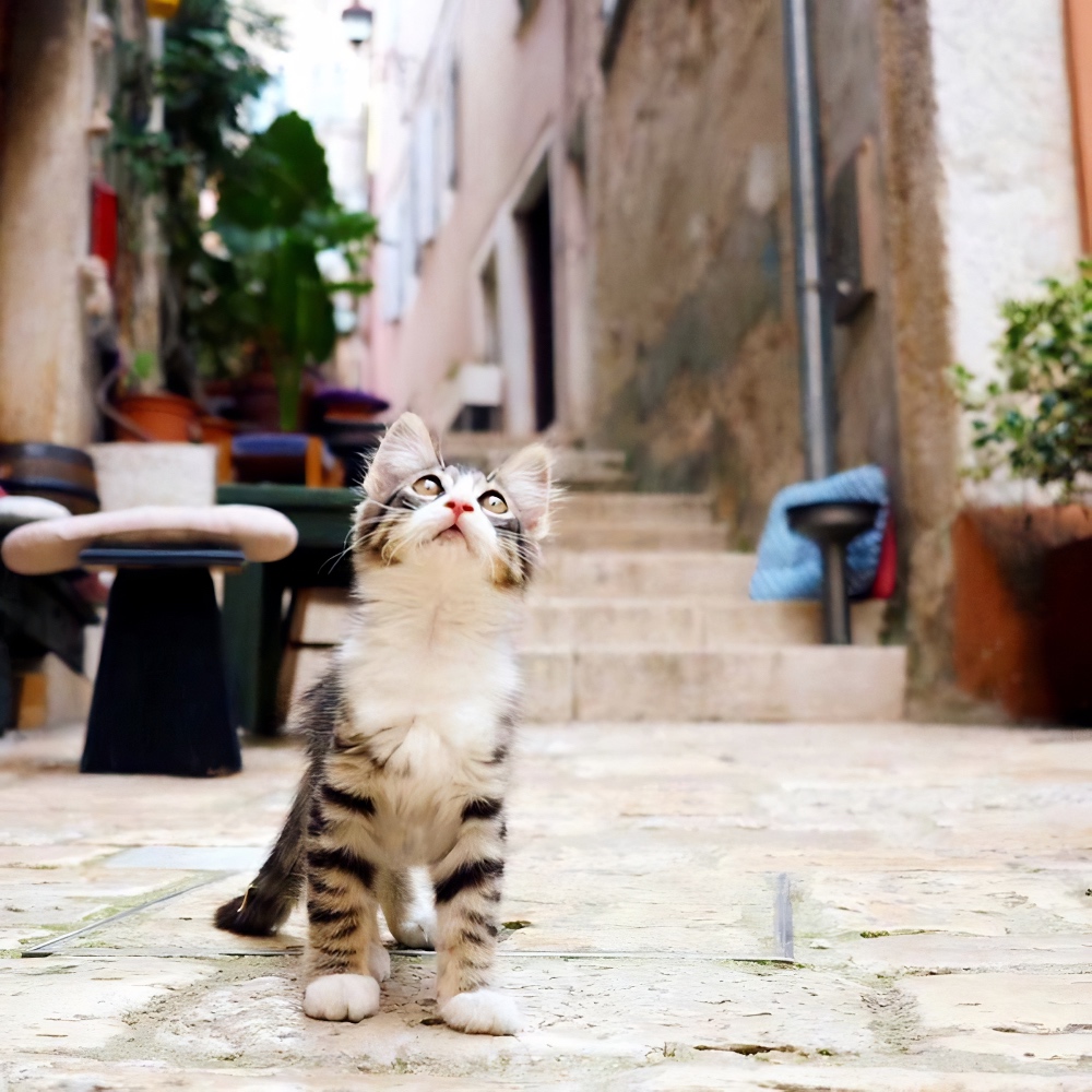 cute kitten in Rovinj