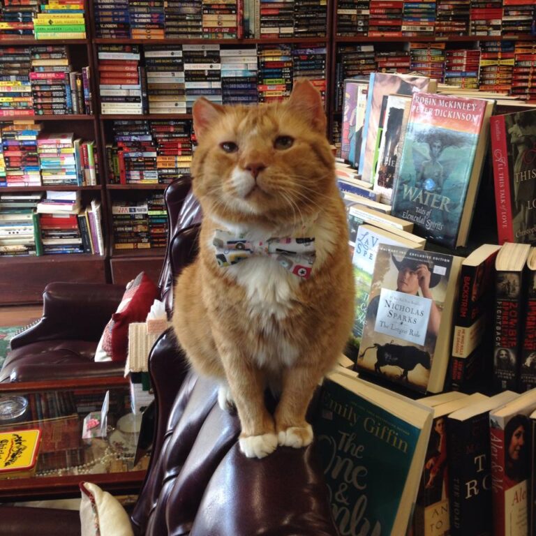 second edition book shop