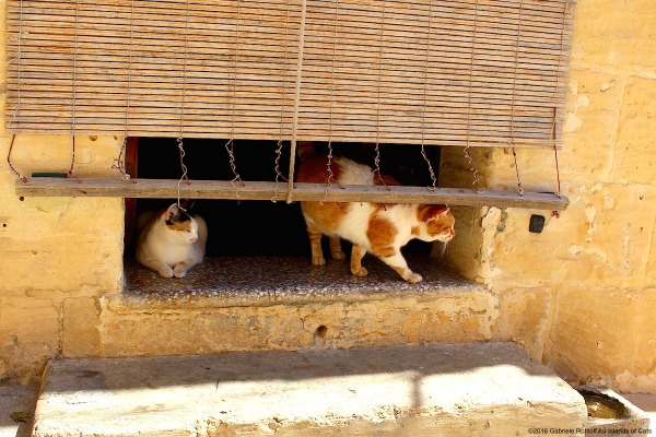 Għajnsielem Gozo stray cat carers
