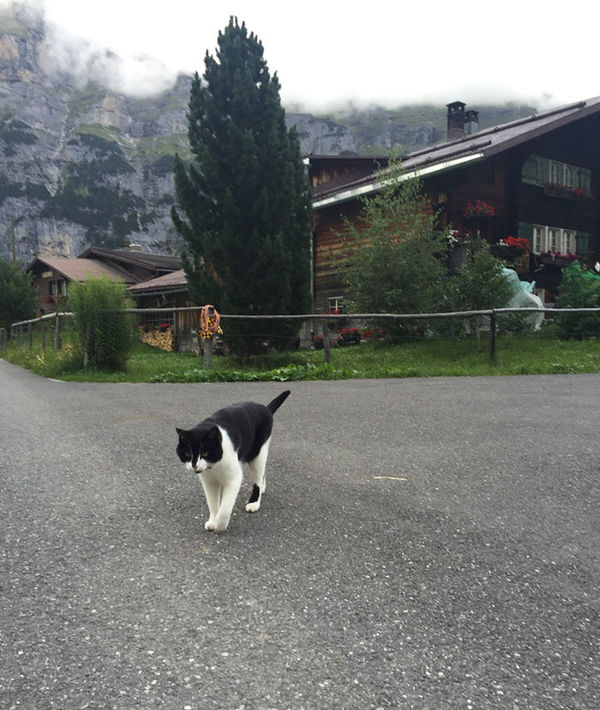 gimmelwald cat