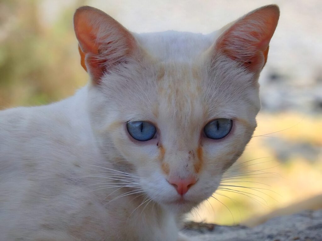 cat from Playa de la Caleta La Gomera