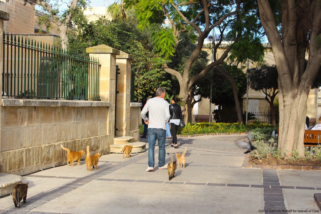 Stray Cat Carers