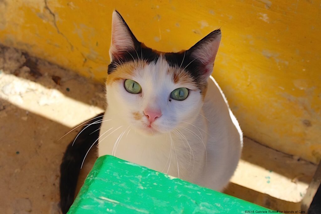 stray cats of Malta and Gozo