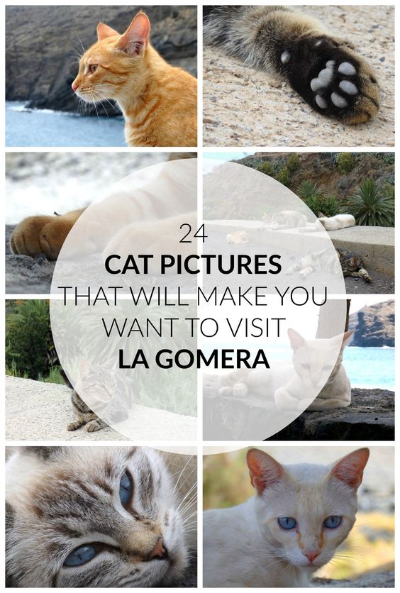 things to do in La Gomera