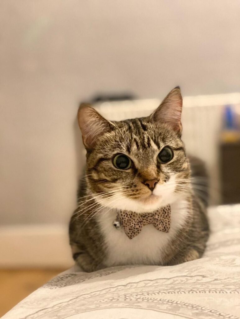 Cat-titude Cat Café London