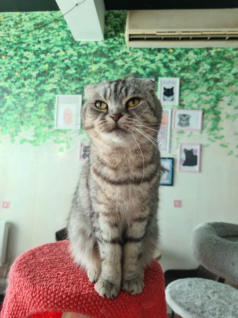 CatPawCino Cat Café