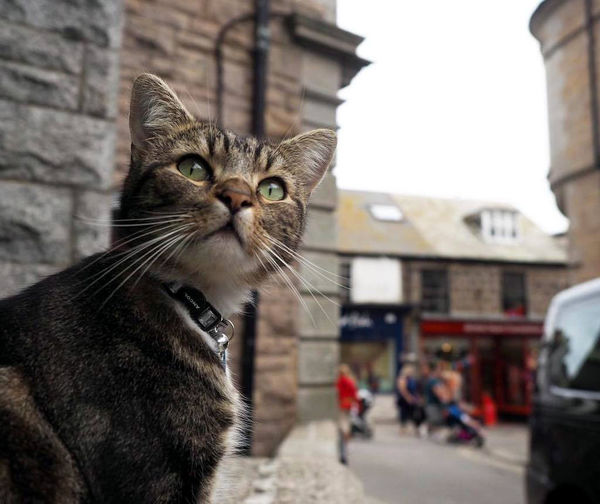 Corwall cat