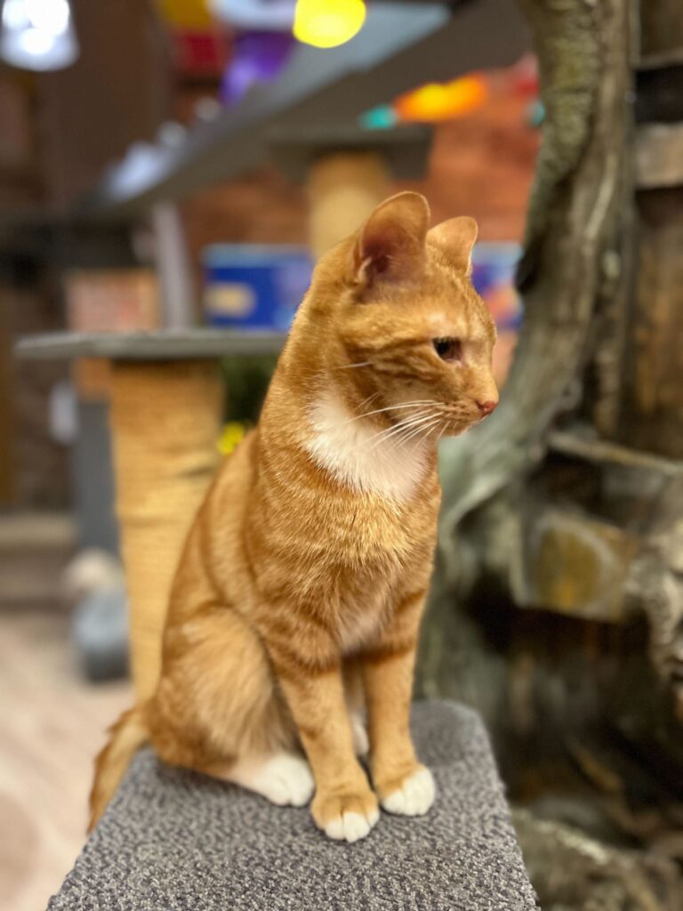 Kitty Café England