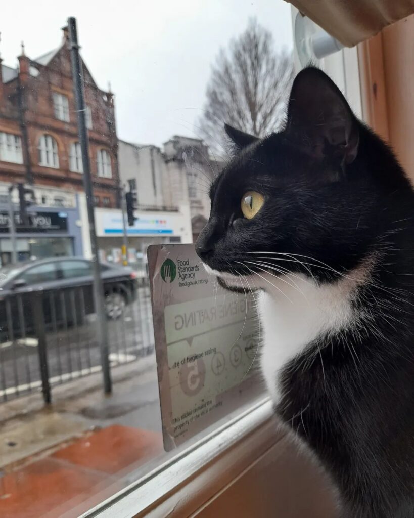 The Mad Catter Cat Café