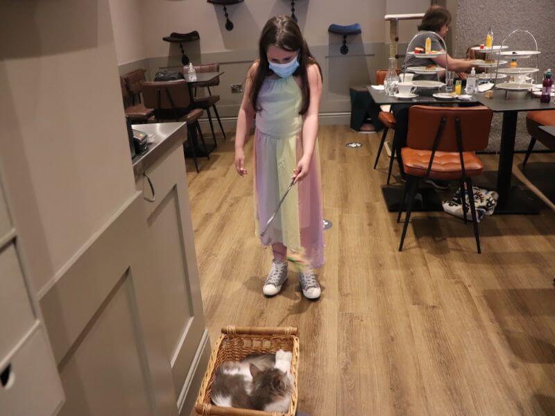 Whiskers and Cream cat cafe in London, UK