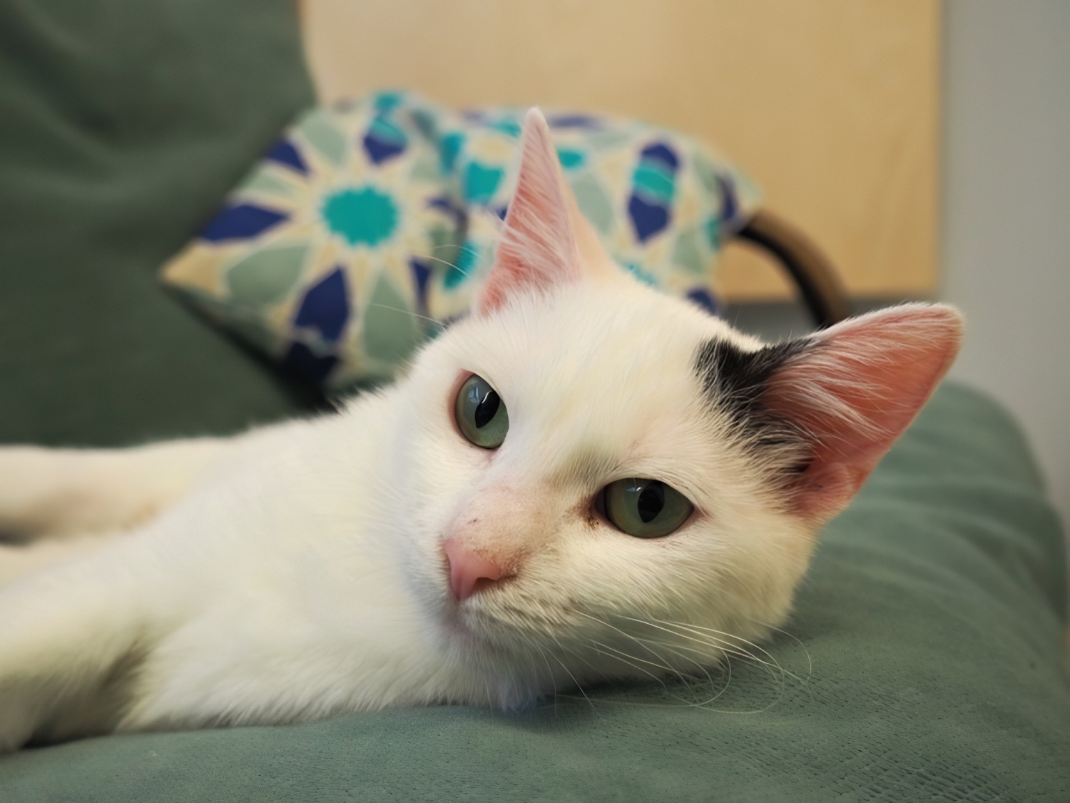 cat cafe DreamCatchers Ghent