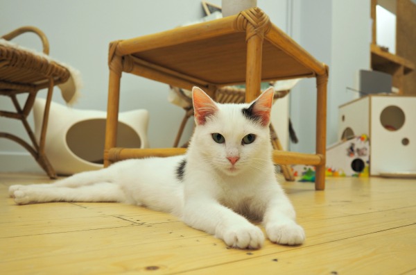 cat café dreamcatchers