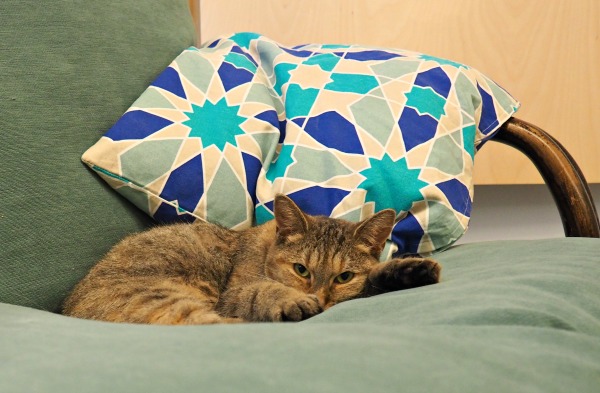 cat café gent