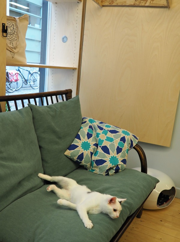 cat café ghent