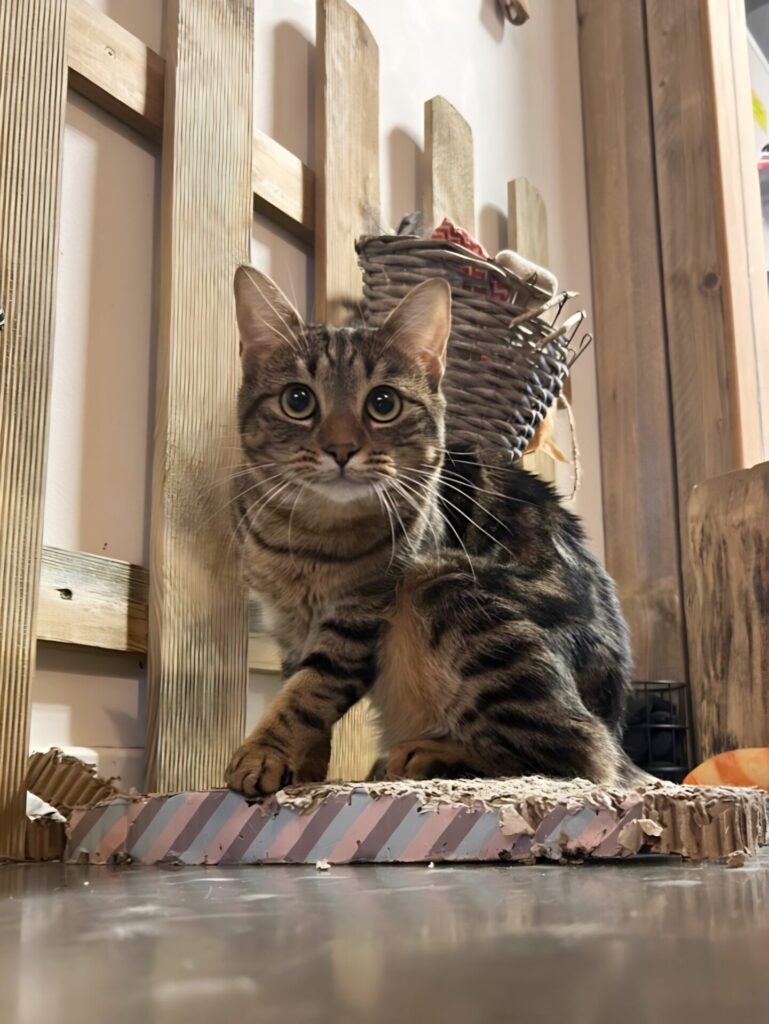 Croci cat
