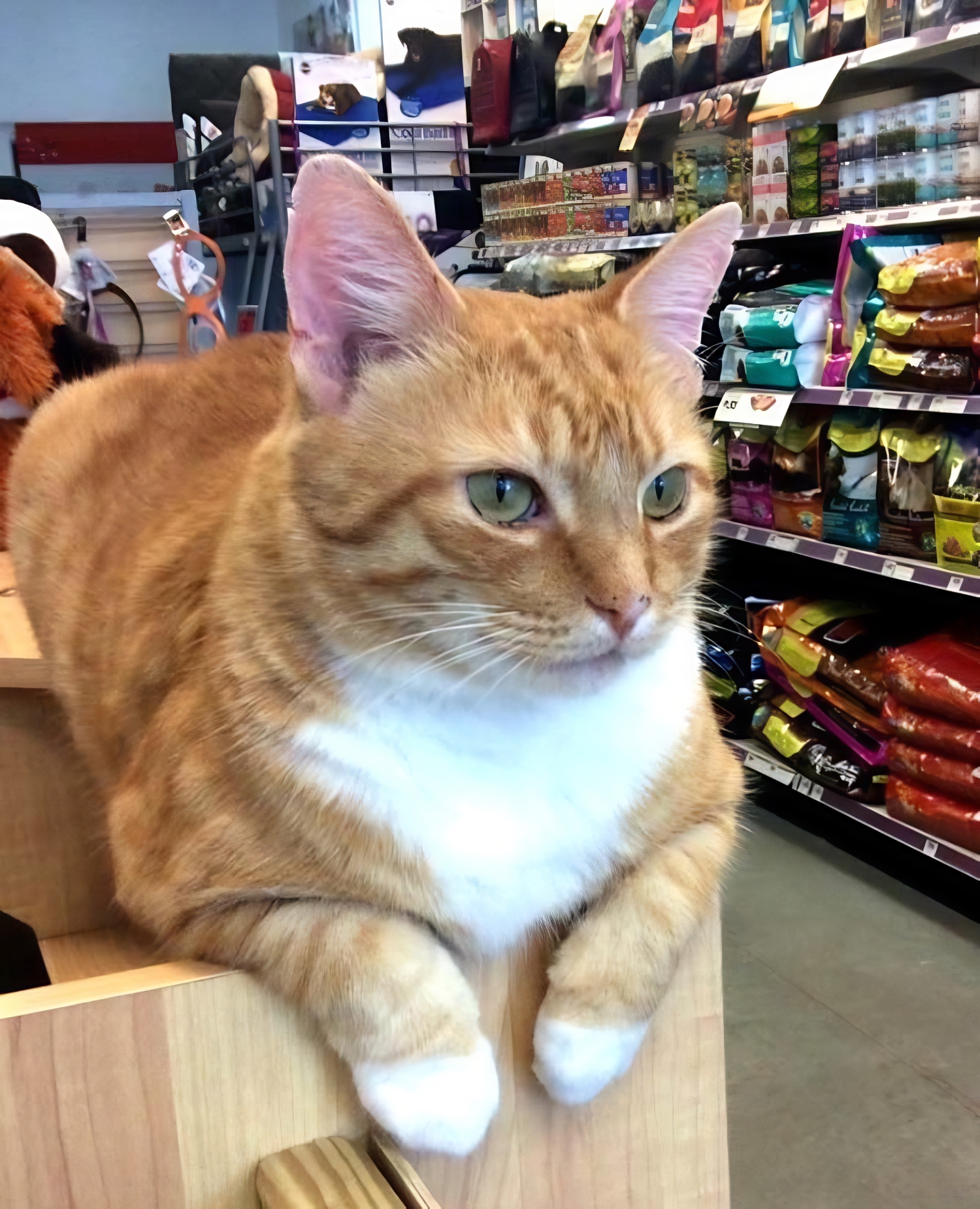 Druid Hills pet store