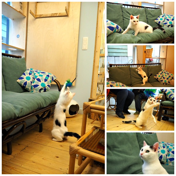 ghent cat café dreamcatchers