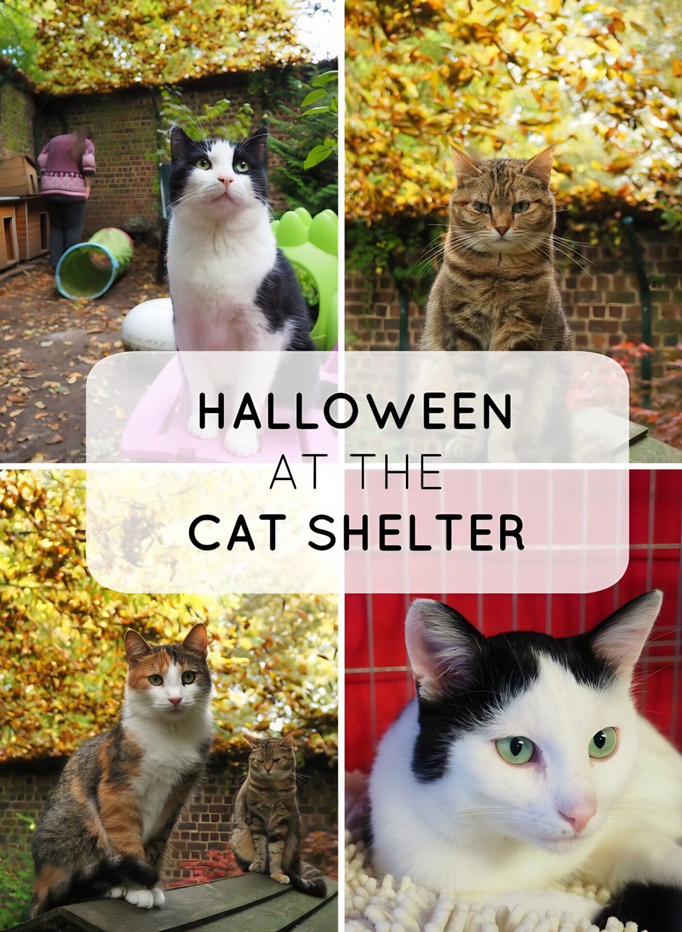 Halloween at the cat shelter