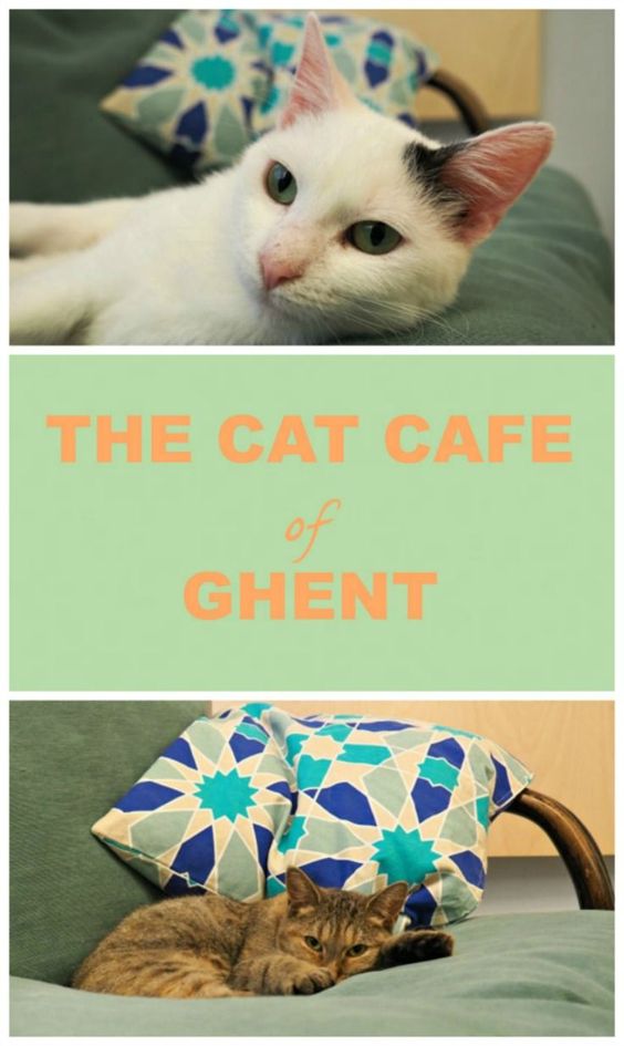 kattencafé België