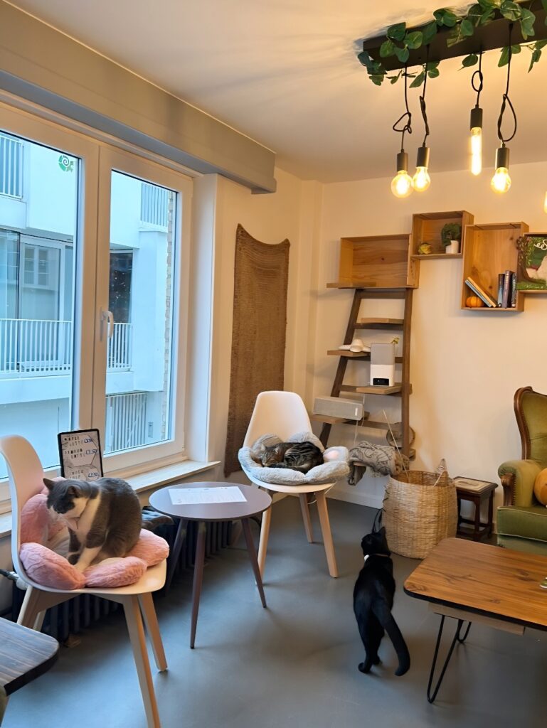 Lierse Aaikes kattencafé