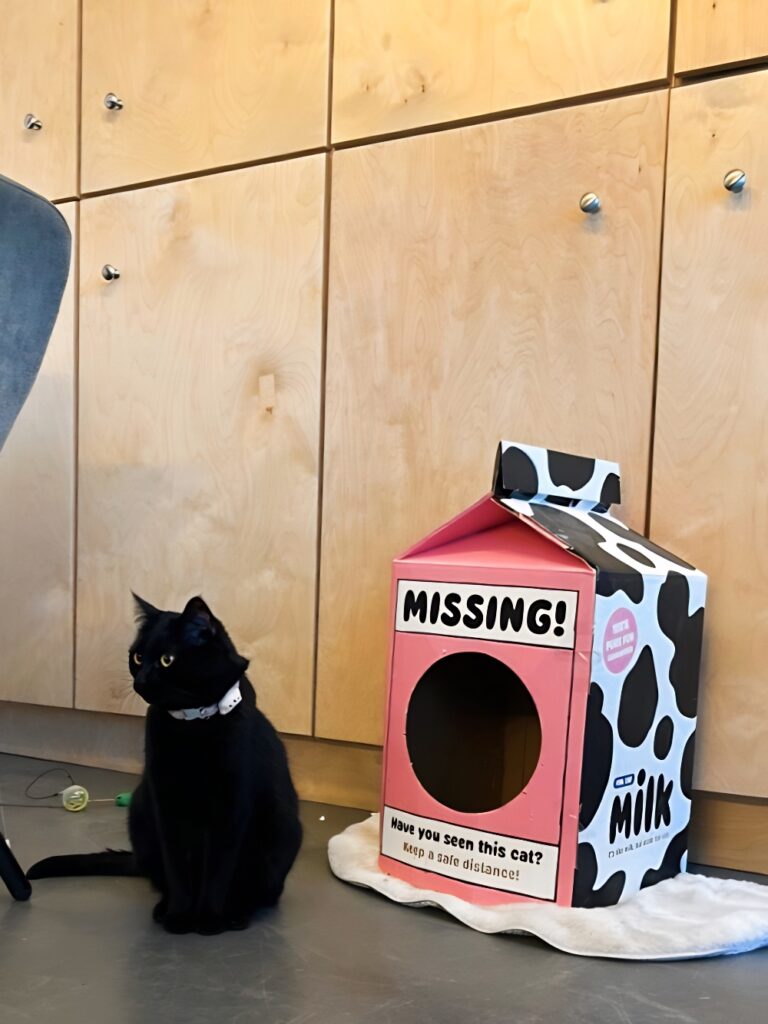 missing have you seen this cat