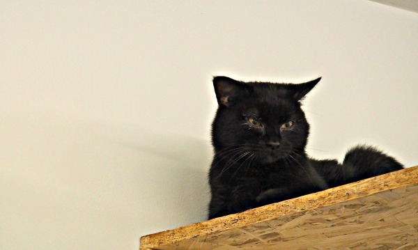 mr darcy cat