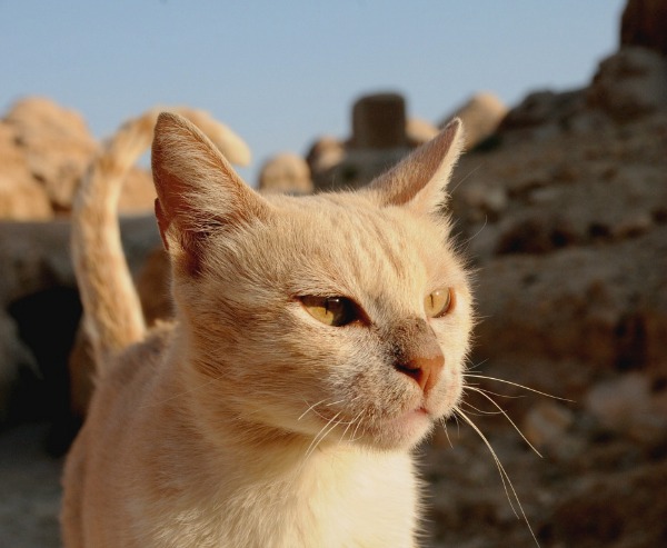 cats of petra jordan