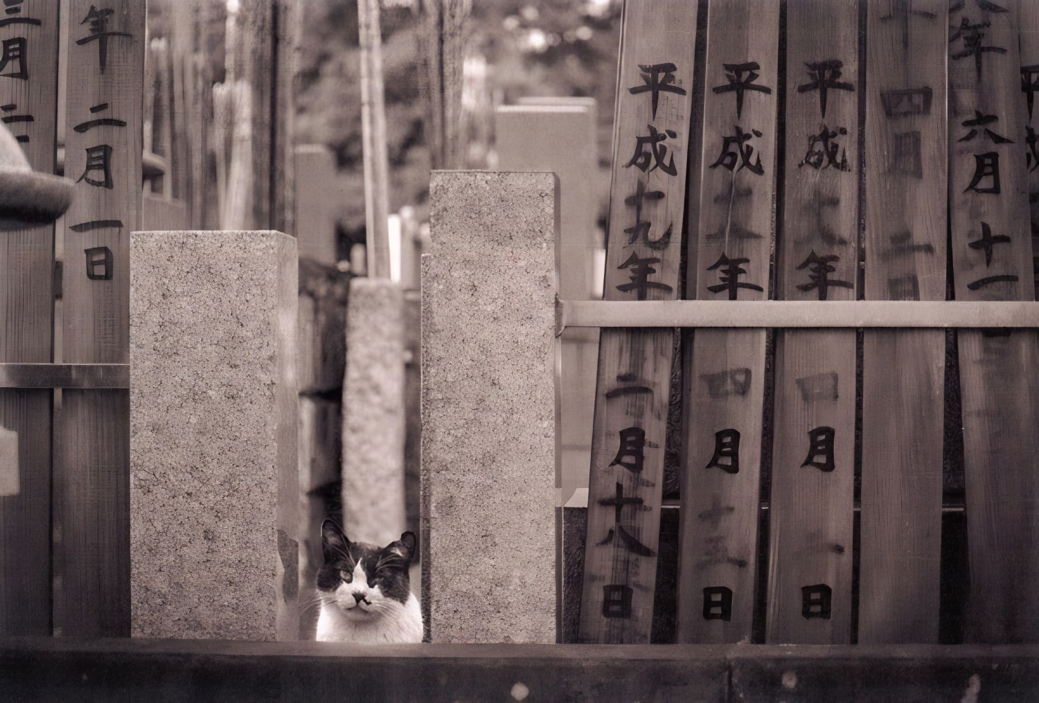 neko Yanaka