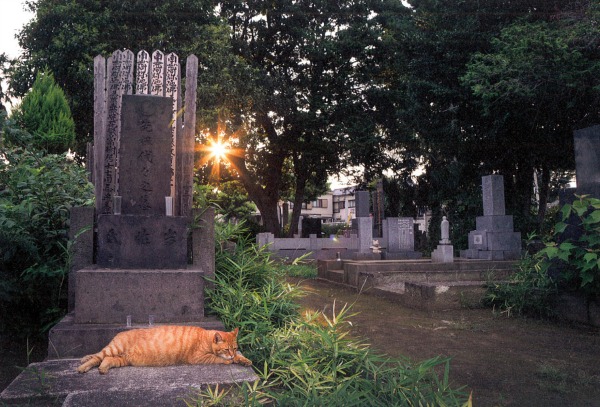 neko yanaka cemetery