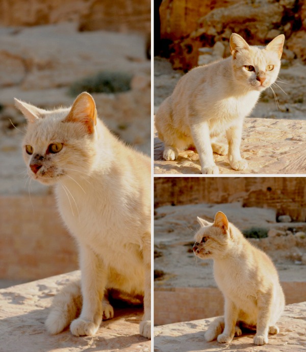 petra ancient city cats