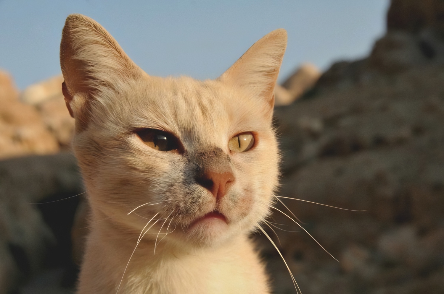 Petra Jordan cats